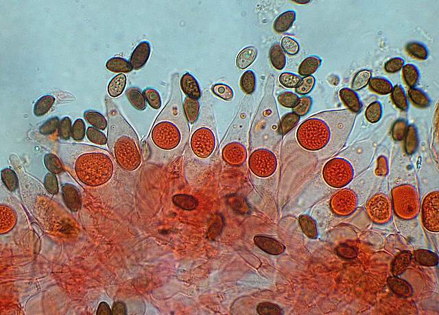 Psathyrella gossypina   (Bull.)   A. Pearson & Dennis